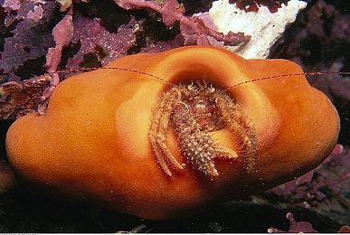 《问题小魔女》NS＆PS4版预购10月13日开启 华丽横版动作射击